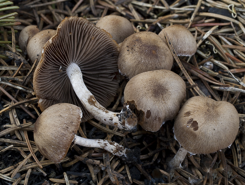 Psathyrella pennata